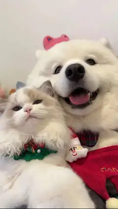 【同城上门喂养猫｜遛狗】多年养宠经验，细心靠谱 服务范围：周边小区均可上门 服务项目： 喂猫、铲屎、