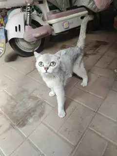 凯立小区有只不到一岁的银渐层，母猫，未绝育，想收养联系