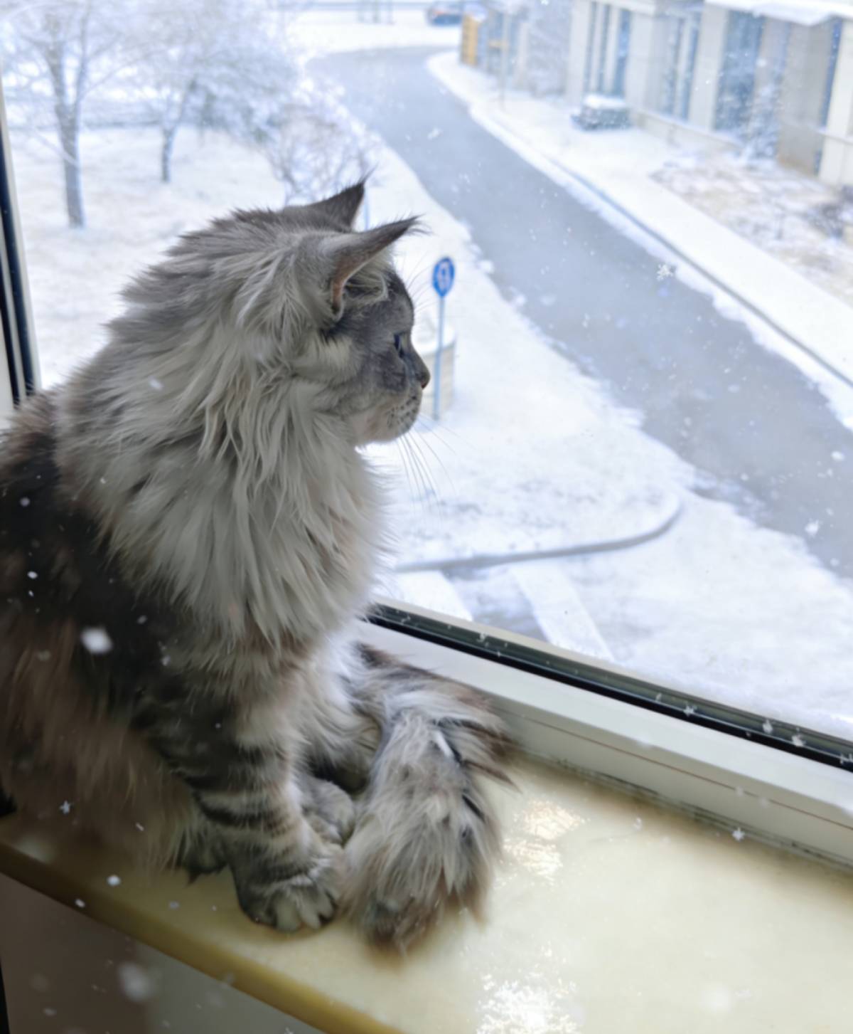 🐱上门喂猫｜🐶上门遛狗 家里出门旅行、回家办事，毛孩子留守在家不用愁✨ ✅上门添粮换水，清理猫砂，狗