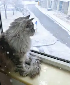 🐱上门喂猫｜🐶上门遛狗 家里出门旅行、回家办事，毛孩子留守在家不用愁✨ ✅上门添粮换水，清理猫砂，狗