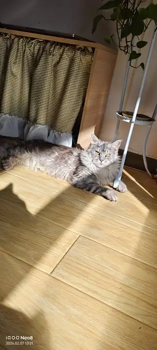 🐱上门喂猫｜🐶上门遛狗 家里出门旅行、回家办事，毛孩子留守在家不用愁✨ ✅上门添粮换水，清理猫砂，狗