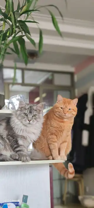🐱上门喂猫｜🐶上门遛狗 家里出门旅行、回家办事，毛孩子留守在家不用愁✨ ✅上门添粮换水，清理猫砂，狗