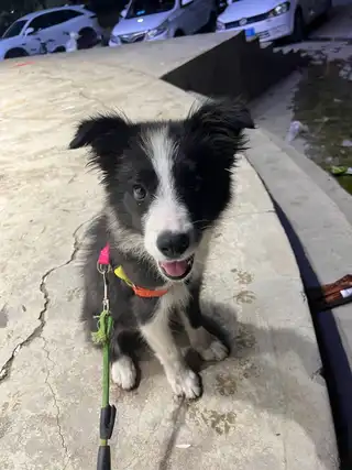 因工作没时间照顾 忍痛出售 边牧 非常乖 黏人听话 非常非常可爱 给点钱能照顾好它就行