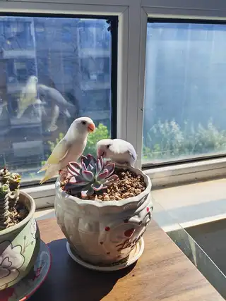 出售牡丹崽崽，半毛可以喂奶粉手养了，后面大鸟是他们的爸爸妈妈，鸟儿聪明亲人