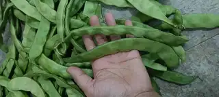 黑龙江纯纯油豆角，纯绿色食品，现摘现发，有需要的饭店和个人家要的可以联系，49块钱十斤包邮到家，18