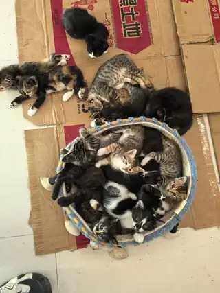 无偿送养，公司楼下田园小猫。 狸花、奶牛、三花、彩狸、大橘全都有。 小家伙亲人粘人，已经学会使用猫砂