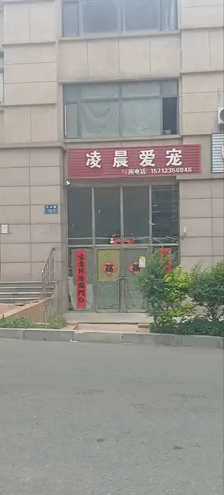 凌晨爱宠