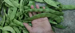 黑龙江纯油豆角，现摘现发，49块钱发十斤，包邮到家，图片中是发到大连拍的，新鲜嫩绿，每天接单二百多斤