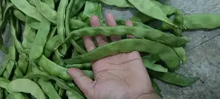 黑龙江纯油豆角，现摘现发，49块钱发十斤，包邮到家，图片中是发到大连拍的，新鲜嫩绿，每天接单二百多斤