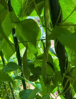 黑龙江纯油豆角，现摘现发，49块钱发十斤，包邮到家，图片中是发到大连拍的，新鲜嫩绿，每天接单二百多斤