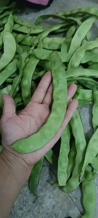 黑龙江纯油豆角，现摘现发，49块钱发十斤，包邮到家，图片中是发到大连拍的，新鲜嫩绿，每天接单二百多斤