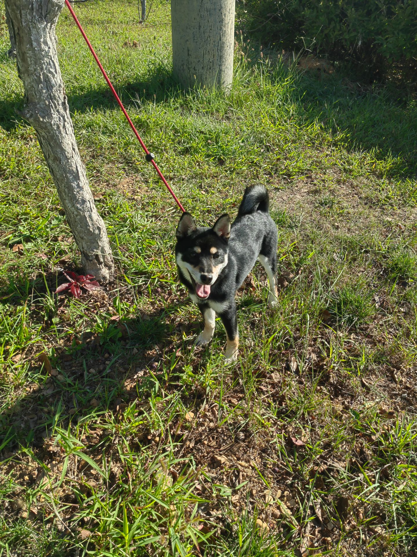黑豆柴犬（母），现在七个月大，身体健康活泼，因没时间照看，故找个有缘人领养。