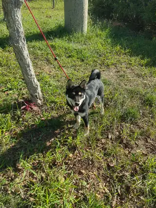 黑豆柴犬（母），现在七个月大，身体健康活泼，因没时间照看，故找个有缘人领养。