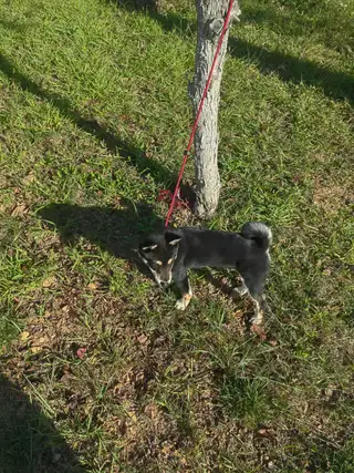 黑豆柴犬（母），现在七个月大，身体健康活泼，因没时间照看，故找个有缘人领养。