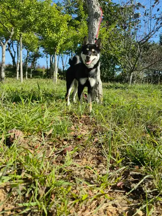 黑豆柴犬（母），现在七个月大，身体健康活泼，因没时间照看，故找个有缘人领养。