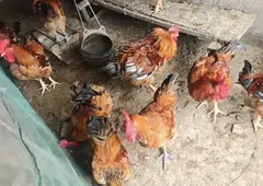 自家散养土大公鸡，都有十多斤重，山上地里自由跑，吃玉米野菜虫子长大，不喂催肥饲料。 肉质紧实不发柴，