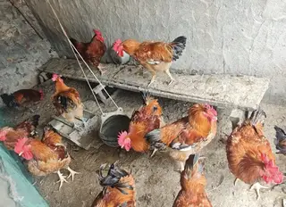 自家散养土大公鸡，都有十多斤重，山上地里自由跑，吃玉米野菜虫子长大，不喂催肥饲料。 肉质紧实不发柴，