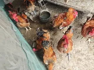 自家散养土大公鸡，都有十多斤重，山上地里自由跑，吃玉米野菜虫子长大，不喂催肥饲料。 肉质紧实不发柴，