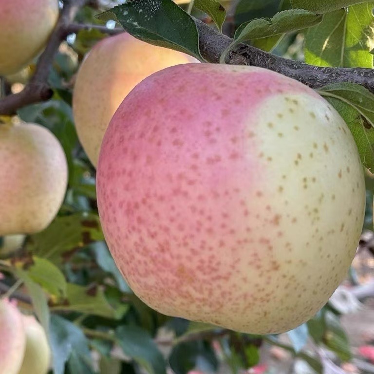 出售瓦房店驼山乡苹果🍎王林红富士送人嘎嘎好.量大可优惠，有需要的老板联系156****6961
