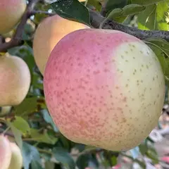 出售瓦房店驼山乡苹果🍎王林红富士送人嘎嘎好.量大可优惠，有需要的老板联系156****6961