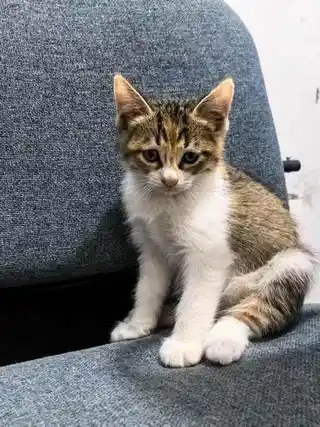 自家生的小猫，两只白猫两只彩狸无偿领养，长兴岛本地自提。两个月大，已经可以吃食。亲人。父母均是抓老鼠