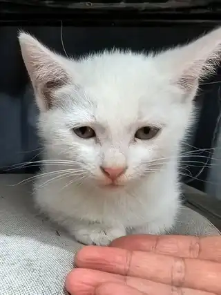 自家生的小猫，两只白猫两只彩狸无偿领养，长兴岛本地自提。两个月大，已经可以吃食。亲人。父母均是抓老鼠