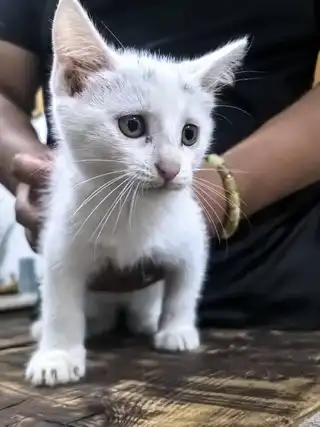 自家生的小猫，两只白猫两只彩狸无偿领养，长兴岛本地自提。两个月大，已经可以吃食。亲人。父母均是抓老鼠