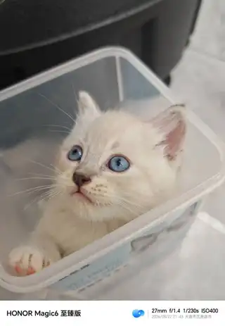 卖小猫，7月10日出生，图一母的，图二公的，图三公的，妈妈暹罗，爸爸银渐层，有喜欢的联系136242