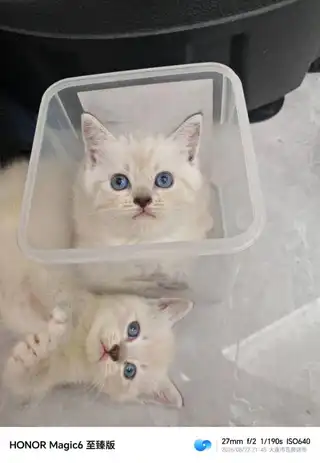 卖小猫，7月10日出生，图一母的，图二公的，图三公的，妈妈暹罗，爸爸银渐层，有喜欢的联系136242