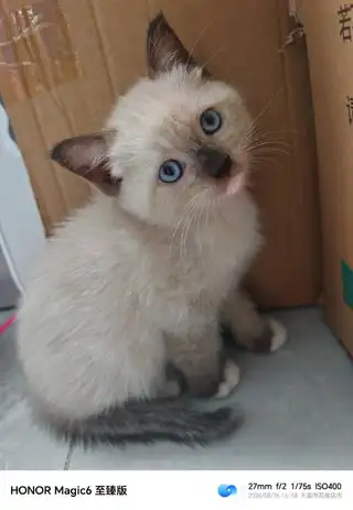 卖小猫，7月10日出生，图一母的，图二公的，图三公的，妈妈暹罗，爸爸银渐层，有喜欢的联系136242