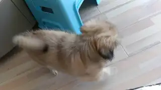 免费送，不想养了