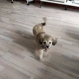 免费送，不想养了