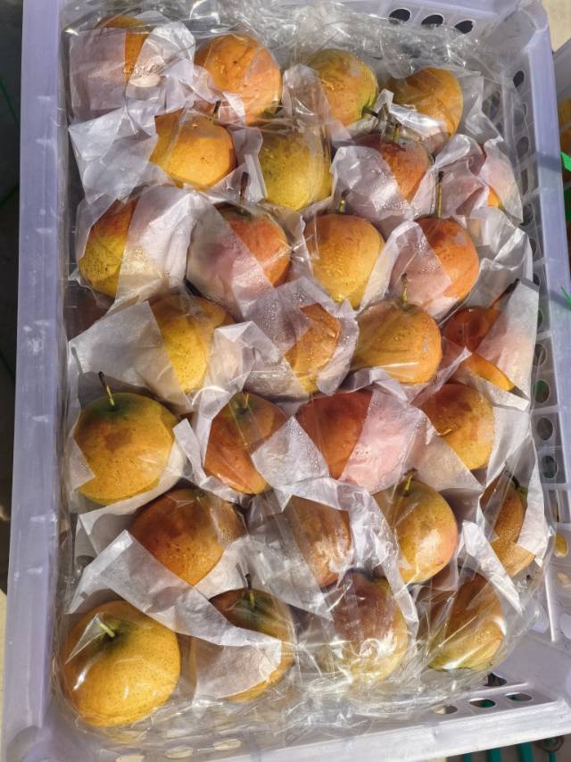 鞍山特产～海城南果梨🍐 批发、零售151****1721