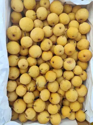 鞍山特产～海城南果梨🍐 批发、零售151****1721