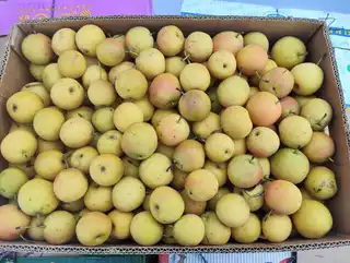鞍山特产～海城南果梨🍐 批发、零售151****1721