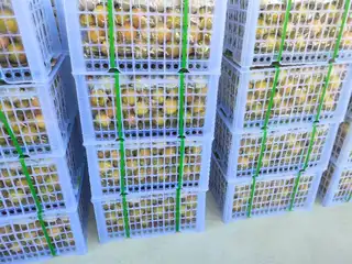鞍山特产～海城南果梨🍐 批发、零售151****1721