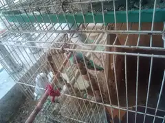 成年虎皮鹦鹉出售，价格便宜，50元2只
