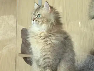 找领养两只金渐层两只猫性格非常好可以分开领养！优先考虑一起领养的（照片是三月到五月的）夏天剃毛了现在
