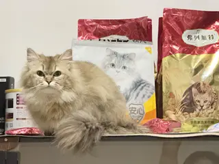 找领养两只金渐层两只猫性格非常好可以分开领养！优先考虑一起领养的（照片是三月到五月的）夏天剃毛了现在