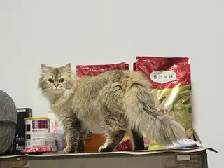 找领养两只金渐层两只猫性格非常好可以分开领养！优先考虑一起领养的（照片是三月到五月的）夏天剃毛了现在