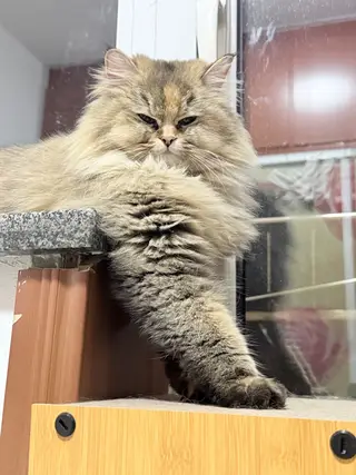 找领养两只金渐层两只猫性格非常好可以分开领养！优先考虑一起领养的（照片是三月到五月的）夏天剃毛了现在