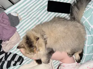 找领养两只金渐层两只猫性格非常好可以分开领养！优先考虑一起领养的（照片是三月到五月的）夏天剃毛了现在