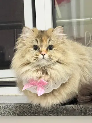 找领养两只金渐层两只猫性格非常好可以分开领养！优先考虑一起领养的（照片是三月到五月的）夏天剃毛了现在