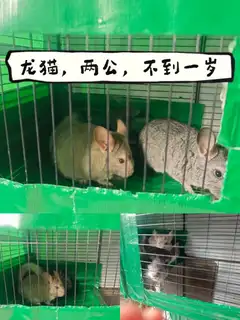 龙猫，不养了，给钱就卖
