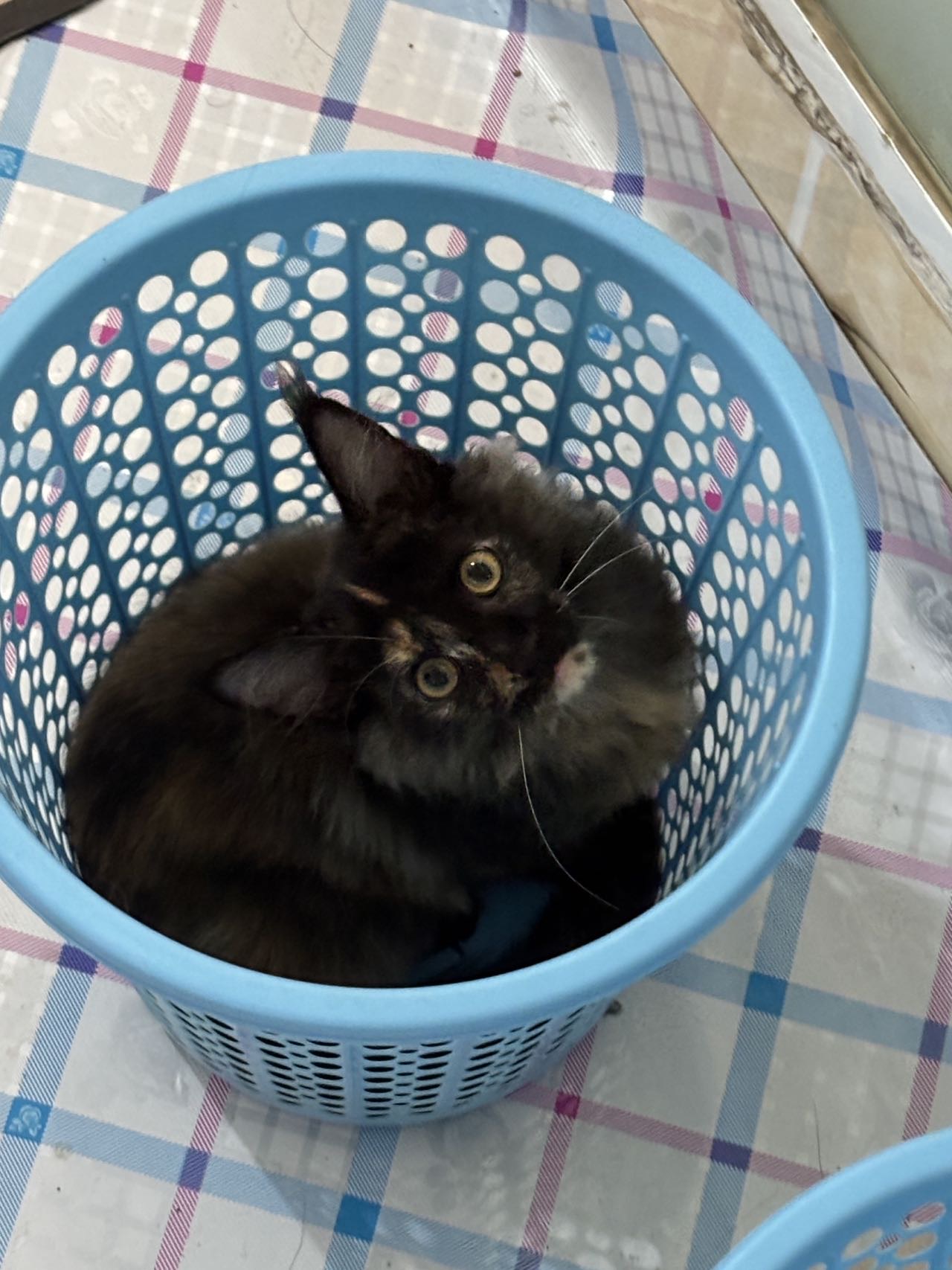 小妹妹缅因玳瑁猫 性格好温顺粘人 健康 疫苗已经打完 特别粘人 爱踩奶 不怕人 不怕生 好养活 给啥