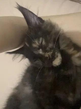 小妹妹缅因玳瑁猫 性格好温顺粘人 健康 疫苗已经打完 特别粘人 爱踩奶 不怕人 不怕生 好养活 给啥