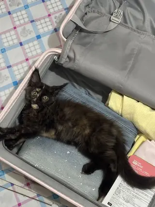 小妹妹缅因玳瑁猫 性格好温顺粘人 健康 疫苗已经打完 特别粘人 爱踩奶 不怕人 不怕生 好养活 给啥