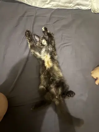 小妹妹缅因玳瑁猫 性格好温顺粘人 健康 疫苗已经打完 特别粘人 爱踩奶 不怕人 不怕生 好养活 给啥