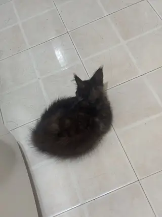 小妹妹缅因玳瑁猫 性格好温顺粘人 健康 疫苗已经打完 特别粘人 爱踩奶 不怕人 不怕生 好养活 给啥