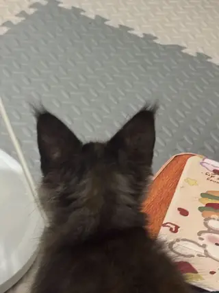 小妹妹缅因玳瑁猫 性格好温顺粘人 健康 疫苗已经打完 特别粘人 爱踩奶 不怕人 不怕生 好养活 给啥